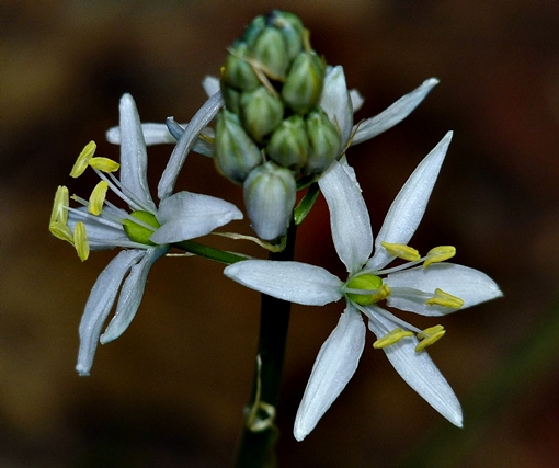 {Camassia scilloides}